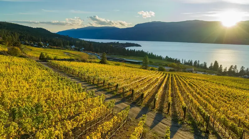 Vineyard rows running down to Okanagan Lake at sunset